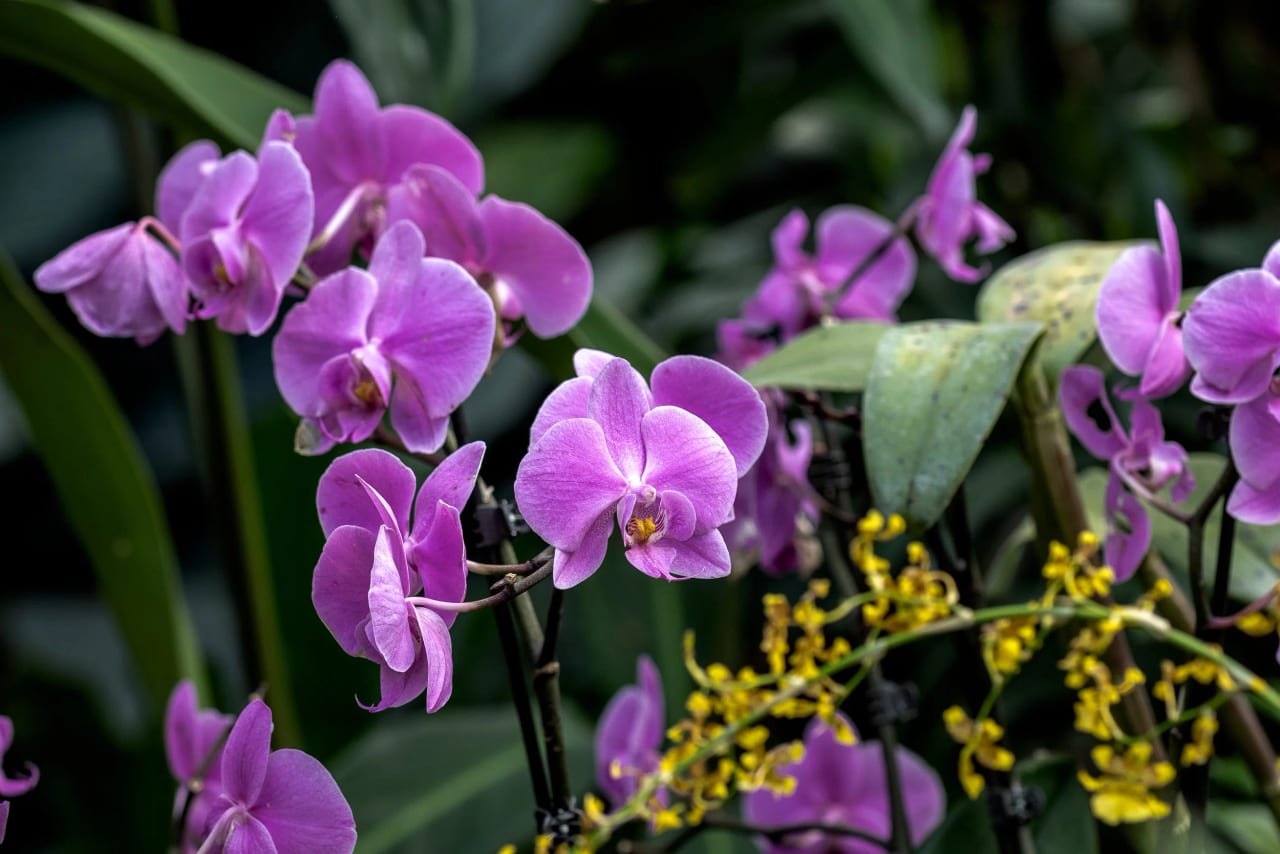 Kew Gardens