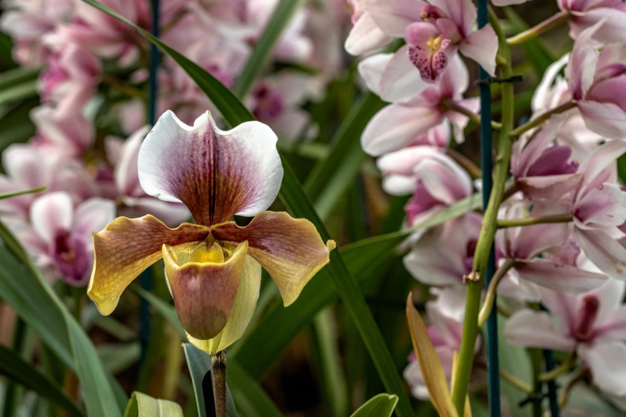 Kew Gardens
