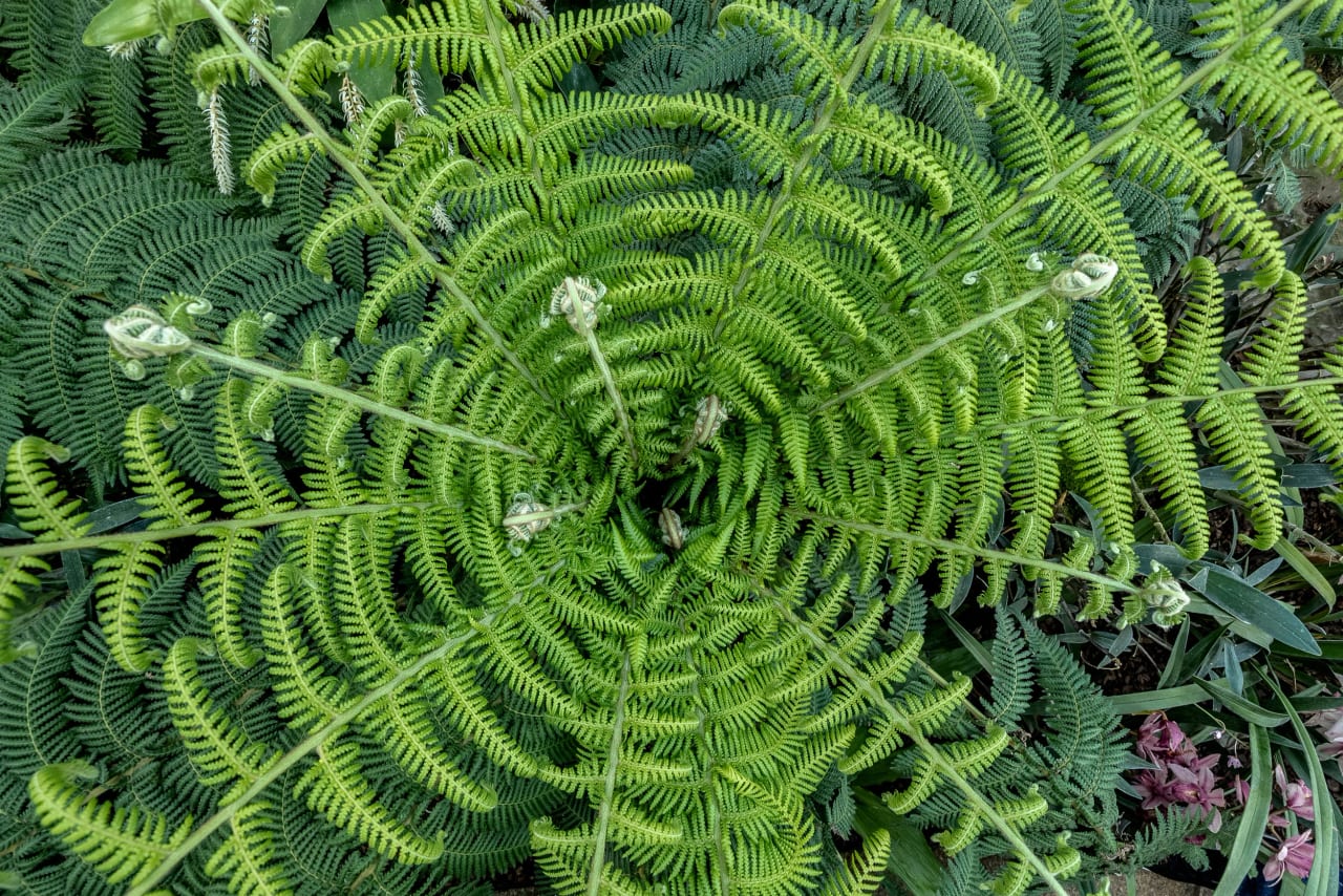 Kew Gardens
