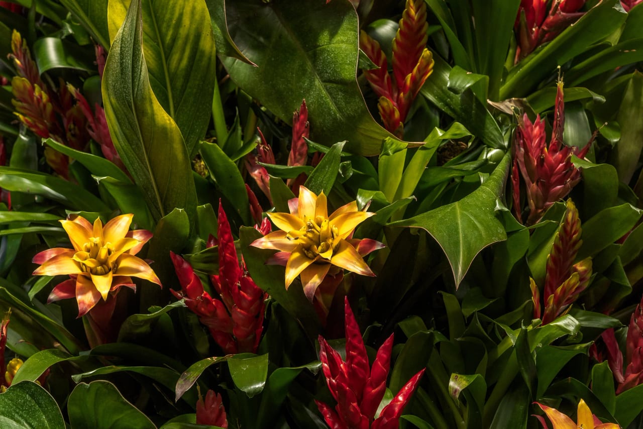 Kew Gardens
