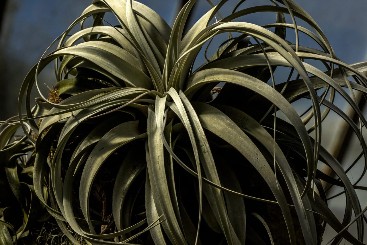 Kew Gardens