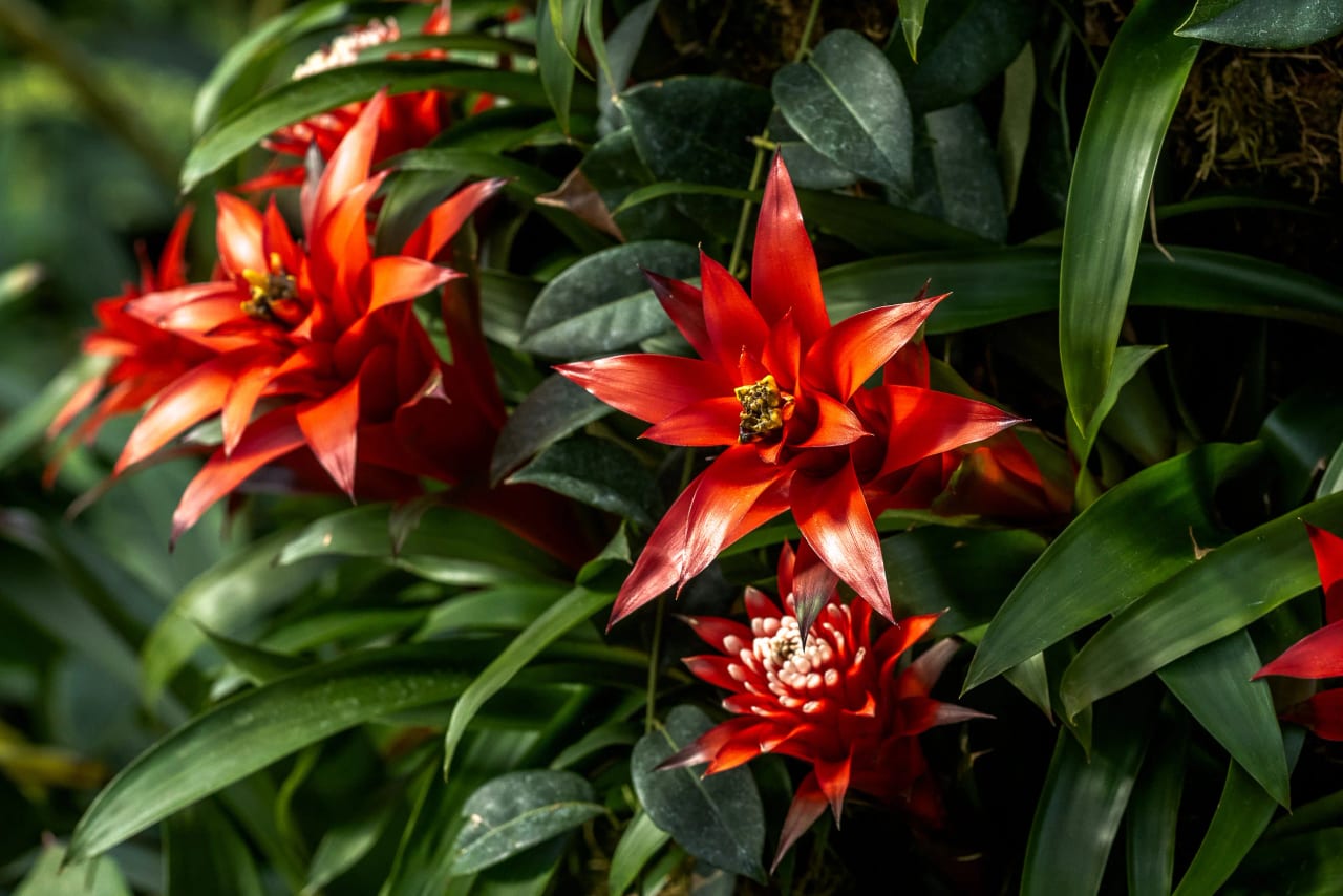 Kew Gardens