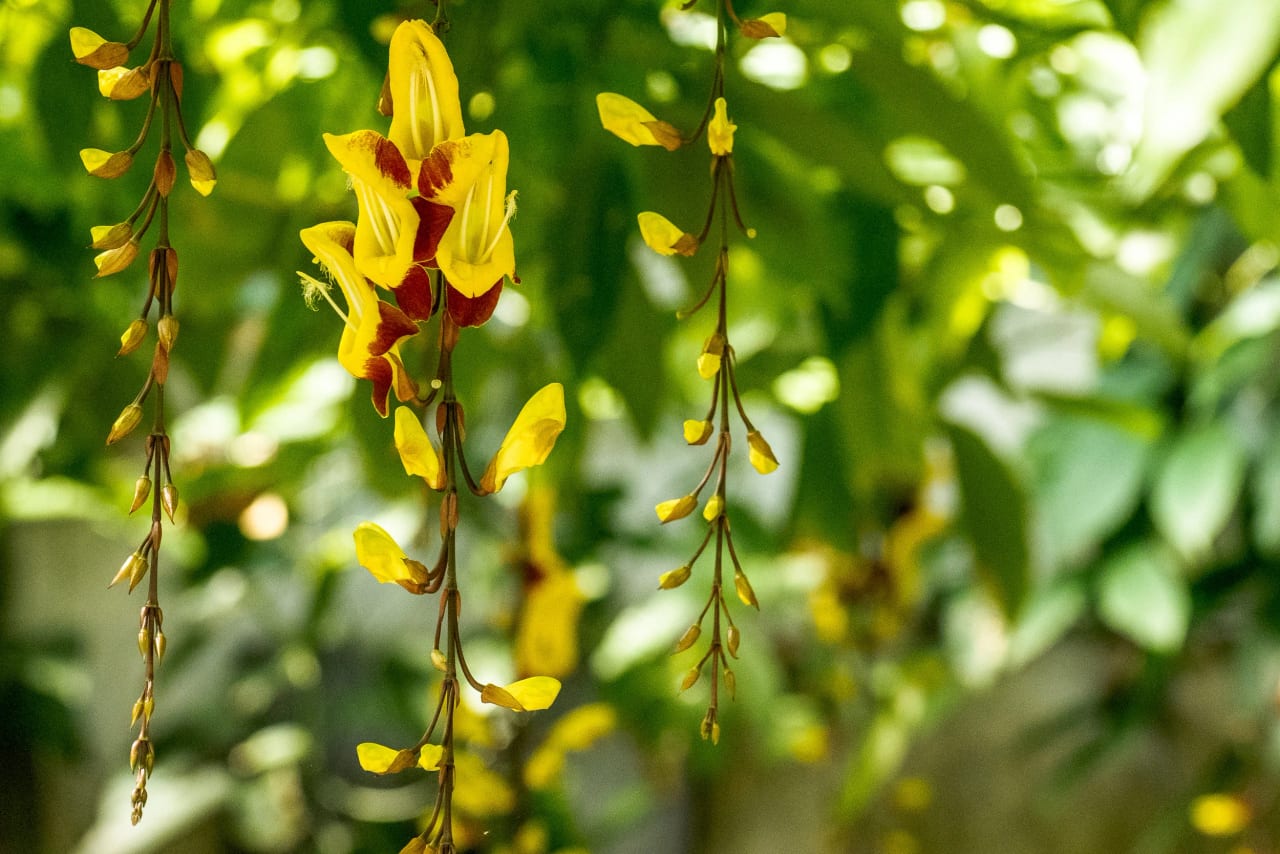 Kew Gardens