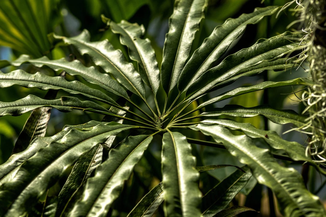 Kew Gardens