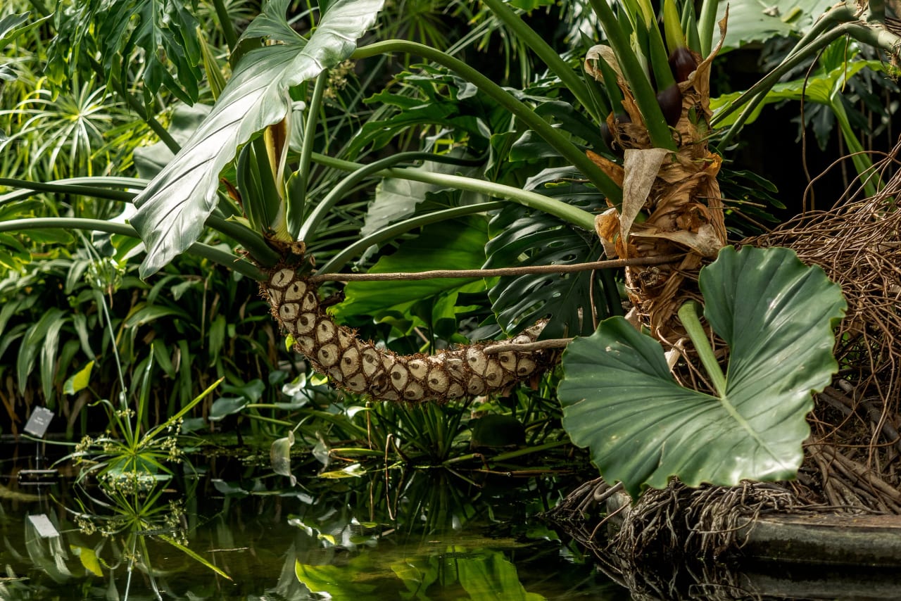 Kew Gardens