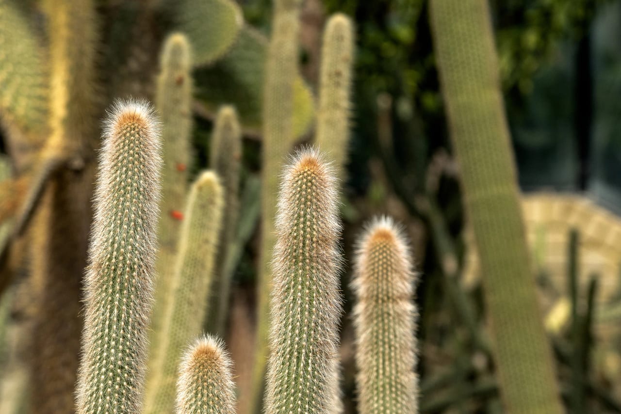 Kew Gardens
