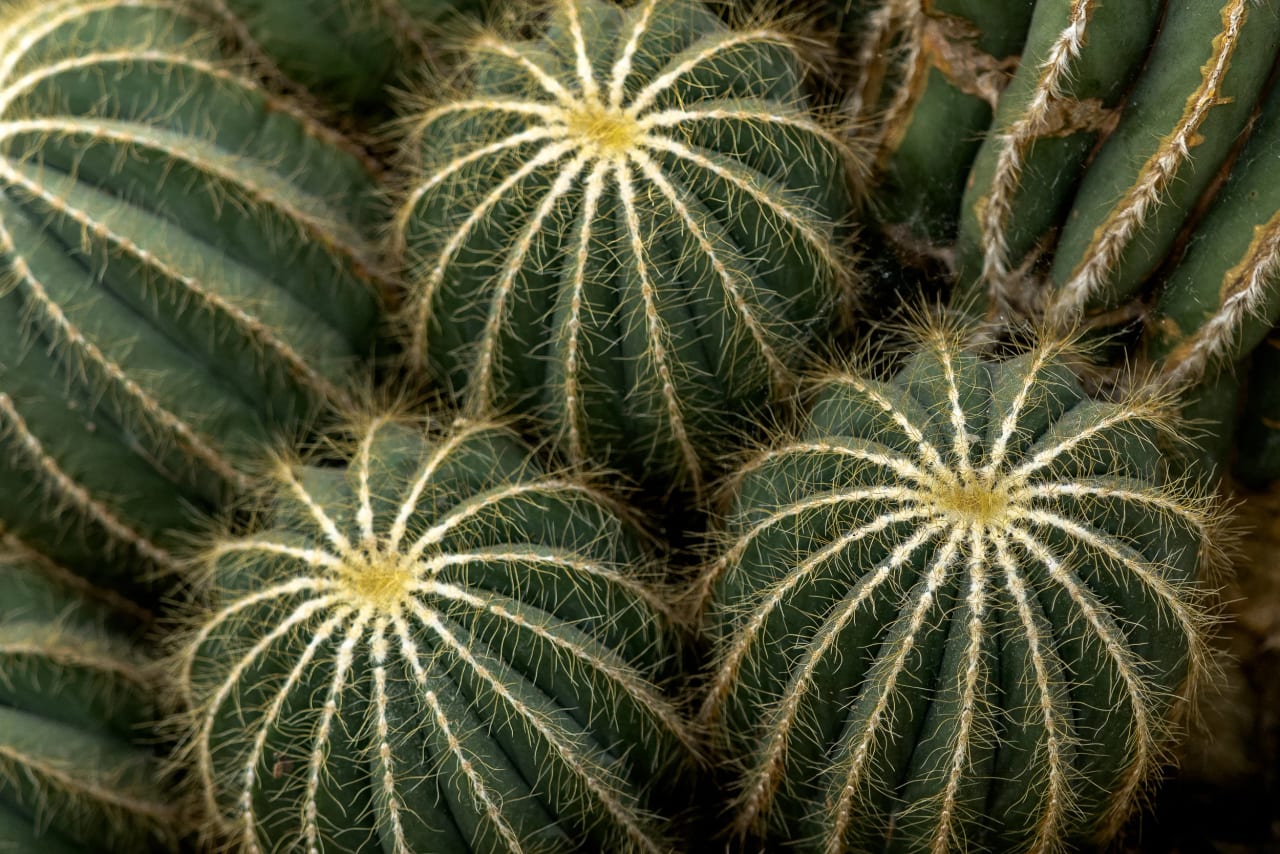 Kew Gardens