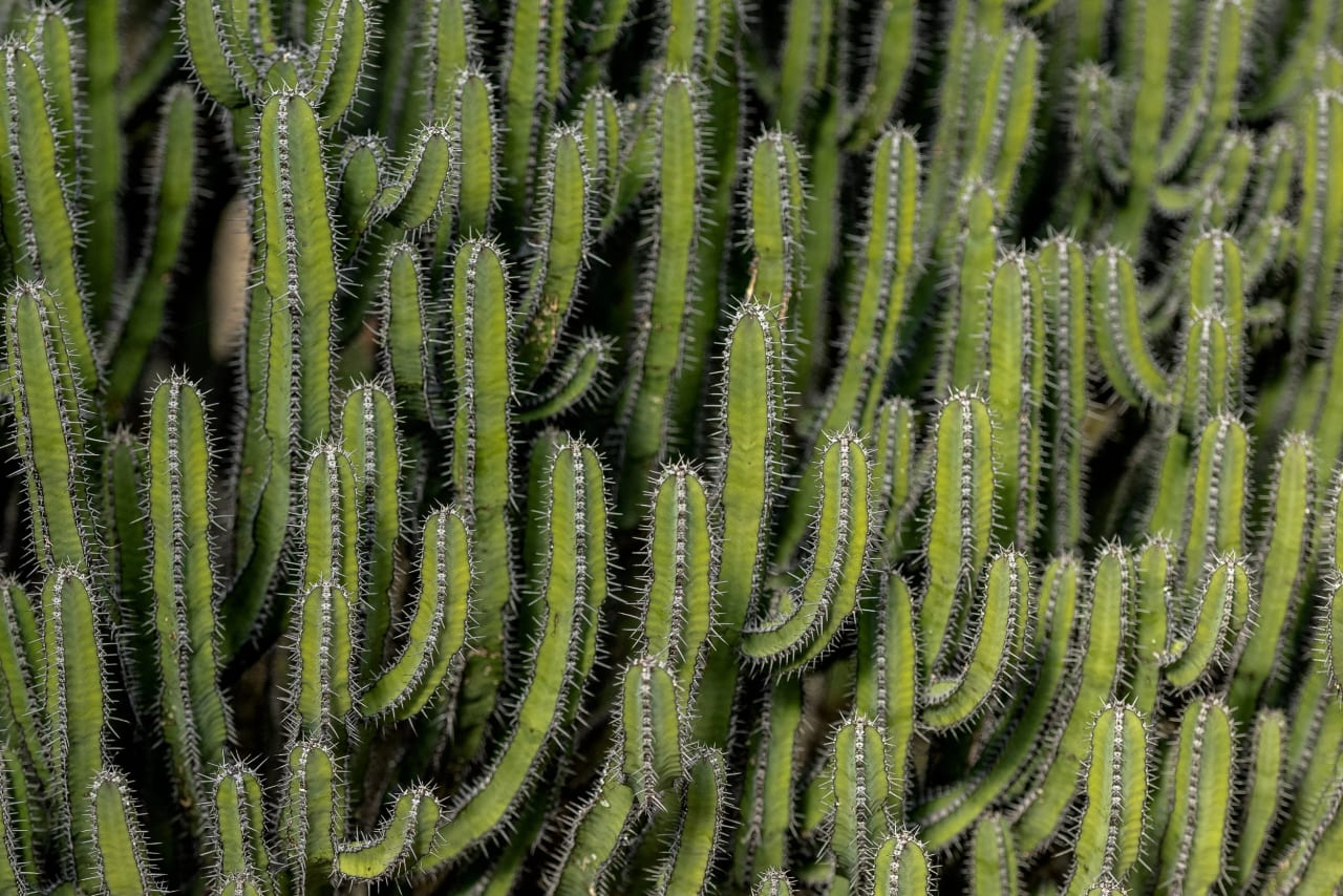 Kew Gardens