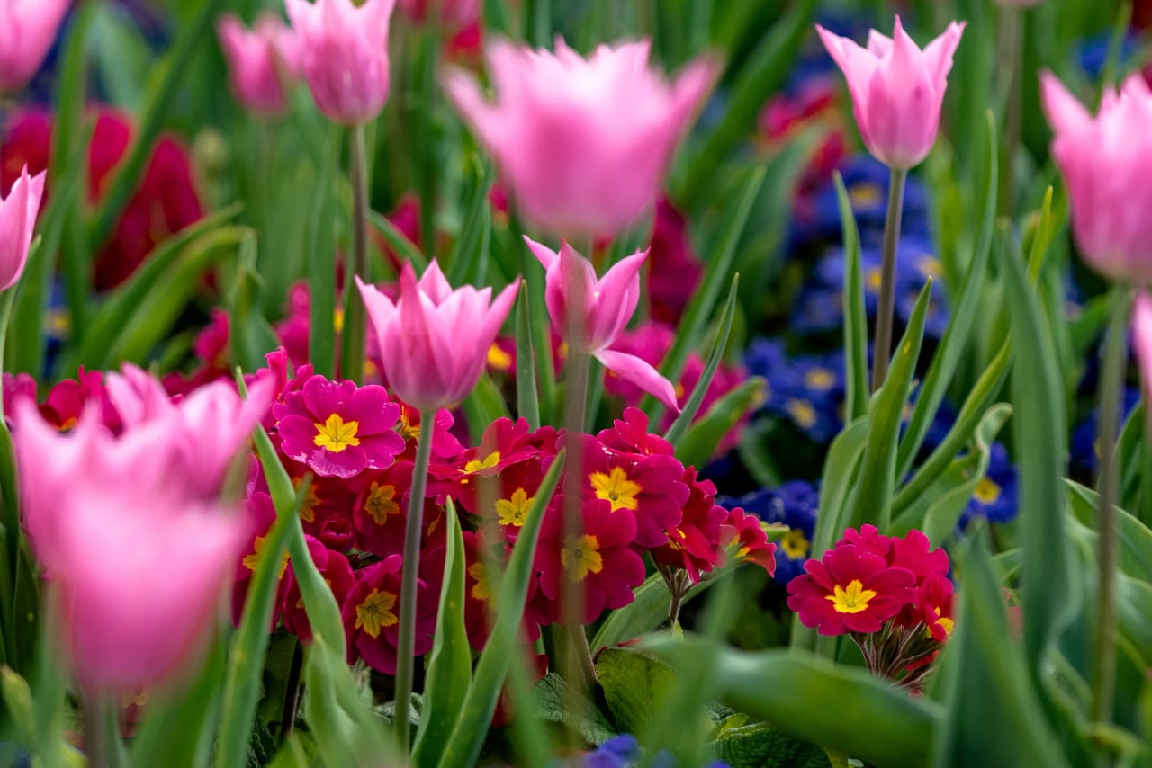 Kew Gardens