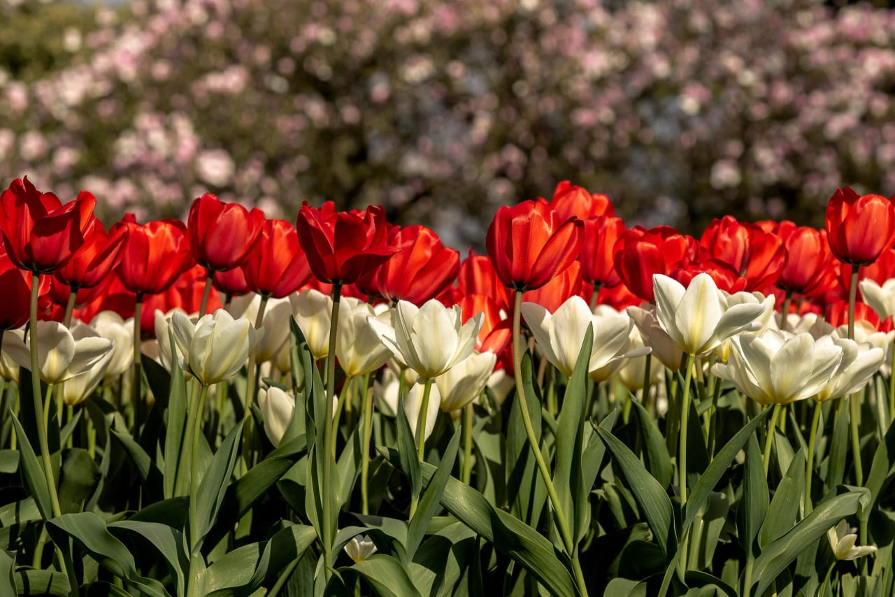 Kew Gardens