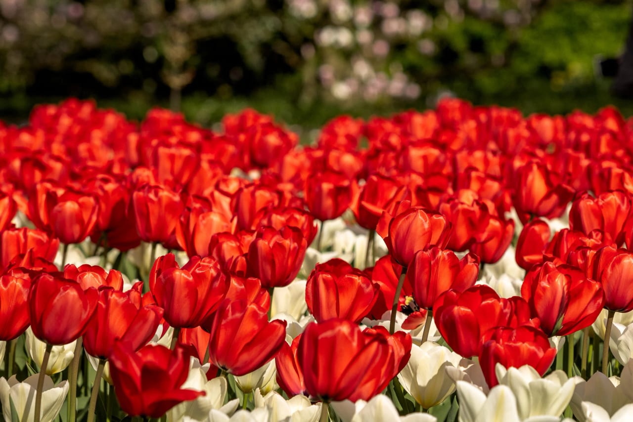 Kew Gardens