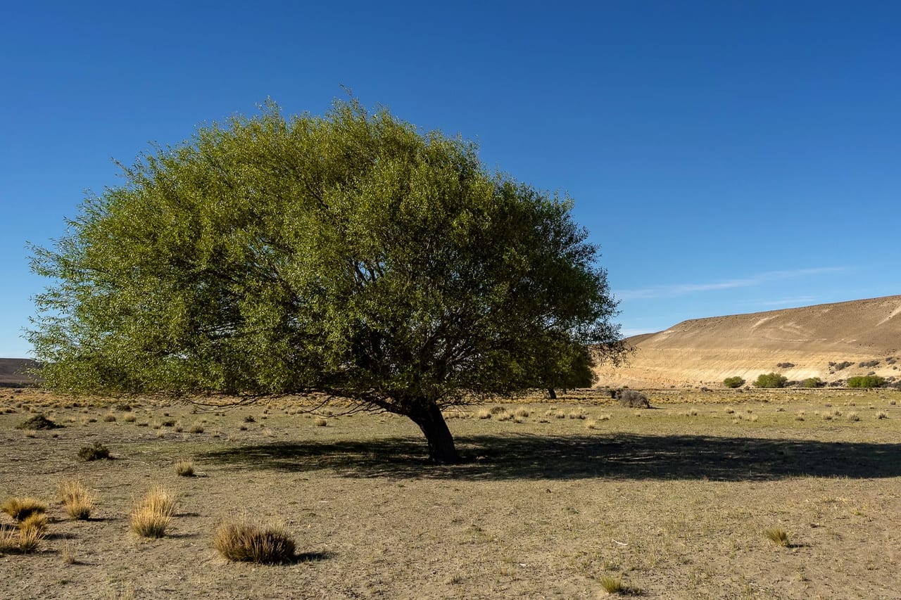 Lonely tree